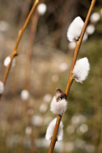 3984-easter_willow-catkins_flickr_cc-by-nc-nd-2_0_villemisaki_550px-jpg