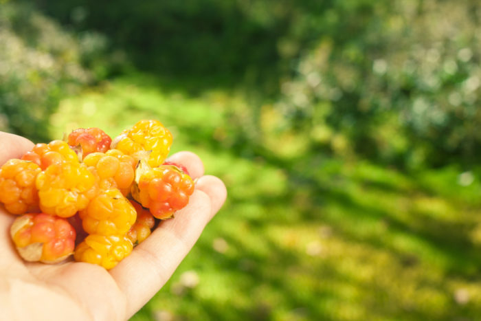 يحتاج النبات في البرية إلى أن يقاتل من أجل البقاء. توجد المواد الغذائية في التركيزات الأعلى الموجودة في النباتات البرية مقارنةً بالأصناف المزروعة في البيوت الزجاجية.