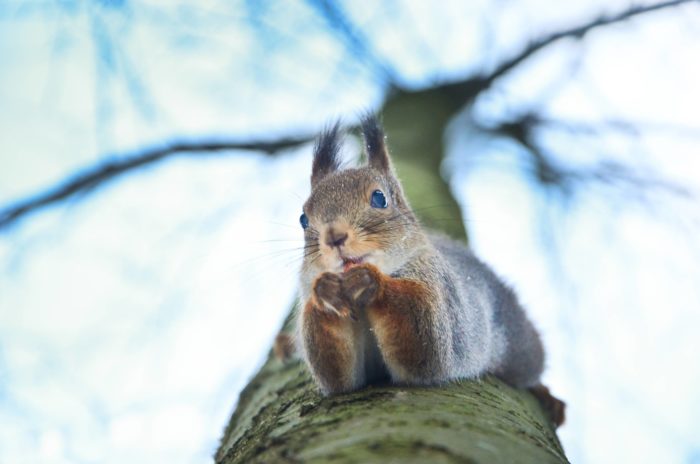 A squirrel perches on a tree trunk.