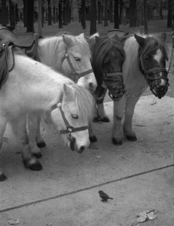 One pony in a row of four ponies is looking down at a small bird on the pavement in front of it.