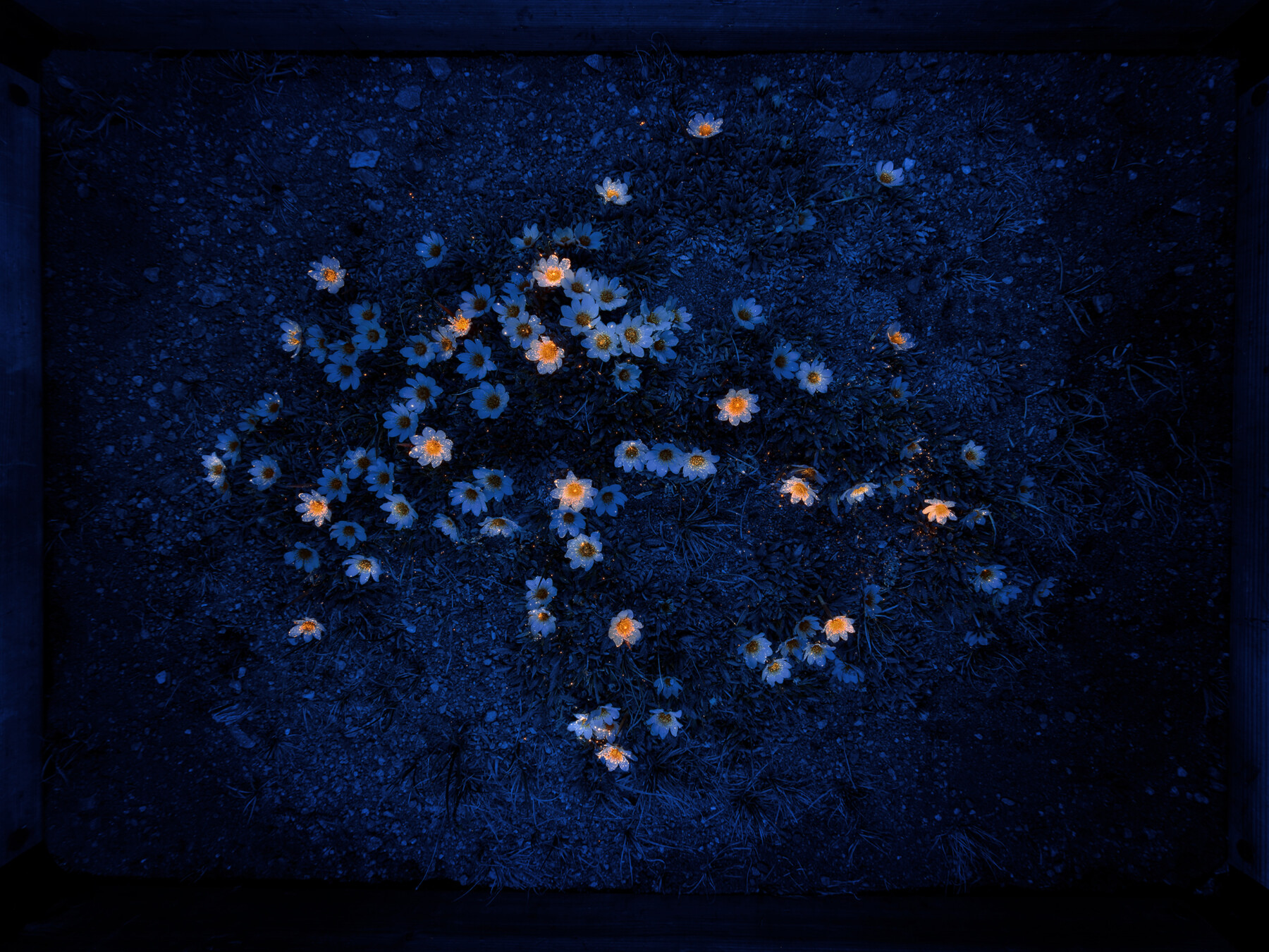 On distingue des taches orangées et bleu clair disséminées sur un fond bleu nuit.