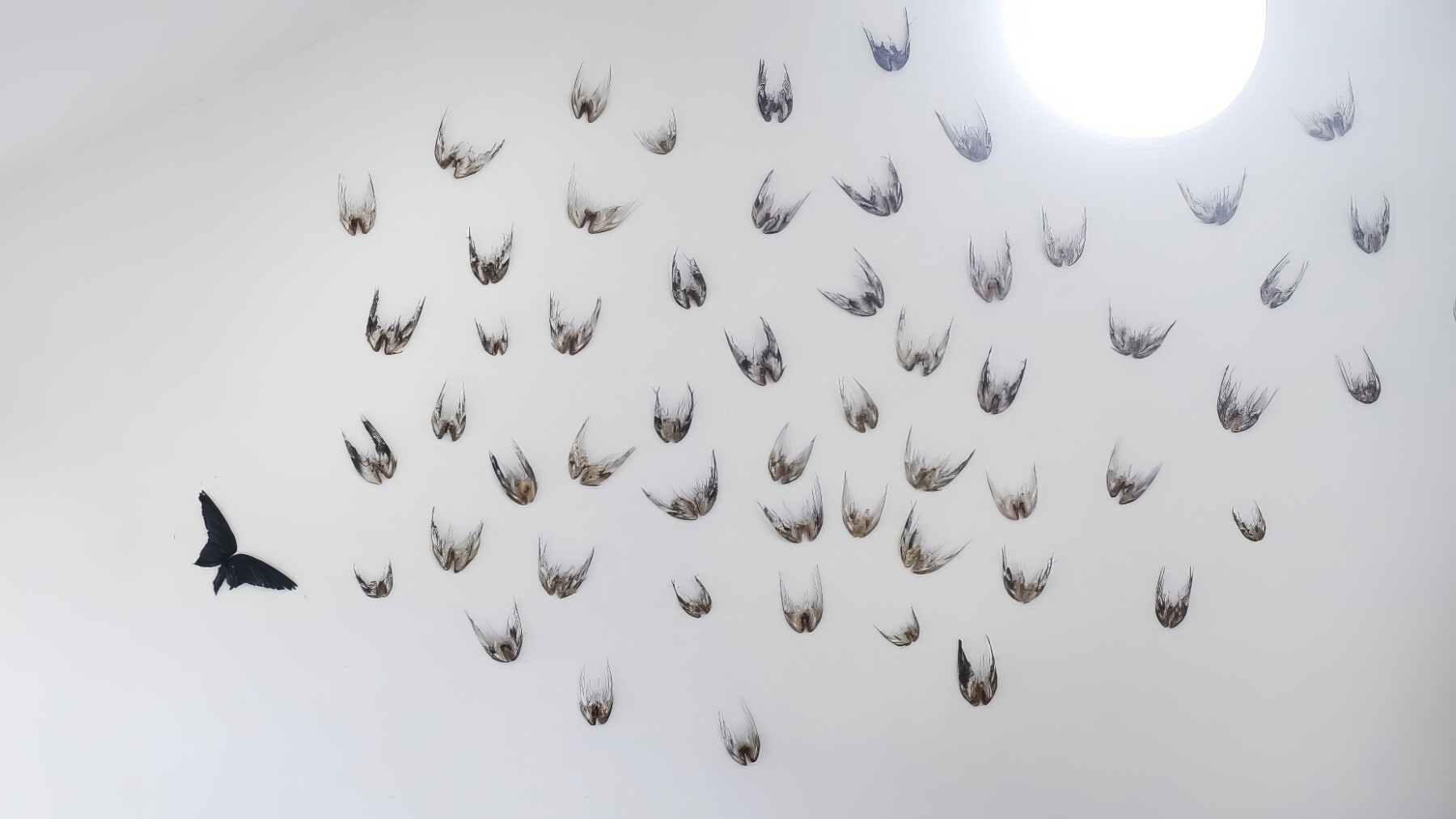 Des dizaines de paires d’ailes d’oiseaux sont disposées sur un fond blanc.