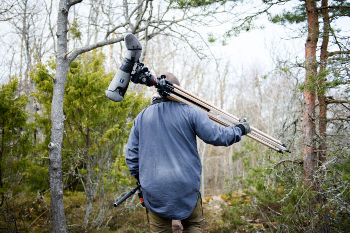 Um homem caminha por uma floresta no início da primavera carregando uma lente de observação de pássaros montada em um tripé pendurado no ombro, cercado por agulhas de pinheiro e galhos nus.